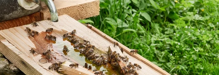 Bienen trinken Wasser von Holzbrett